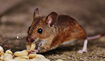 24 Hour & Emergency Exterminators in West Hollywood, CA